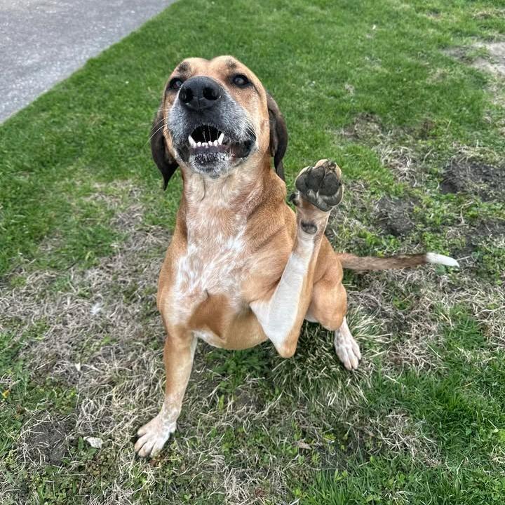 Leia, a Adoptable mixed breed in Milan, IL image 2/4