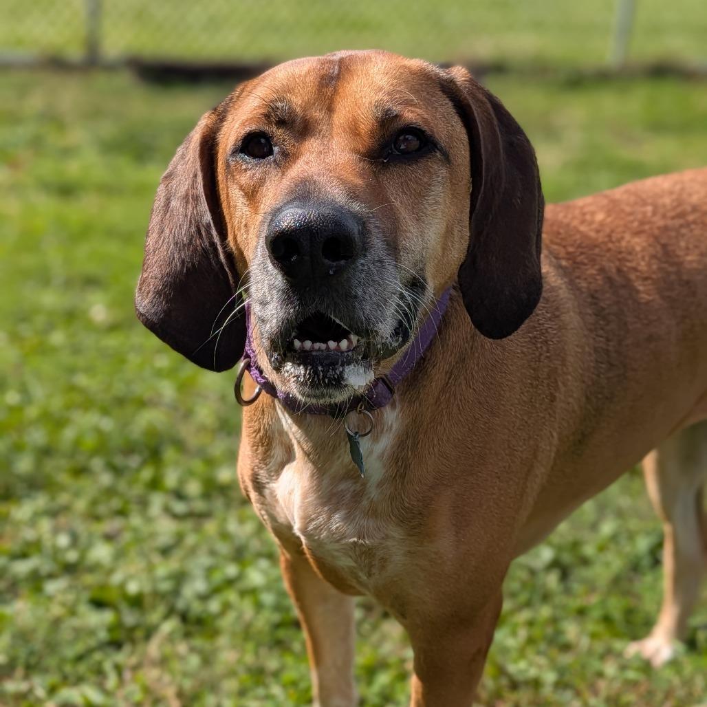 Leia, a Adoptable mixed breed in Milan, IL image 3/4