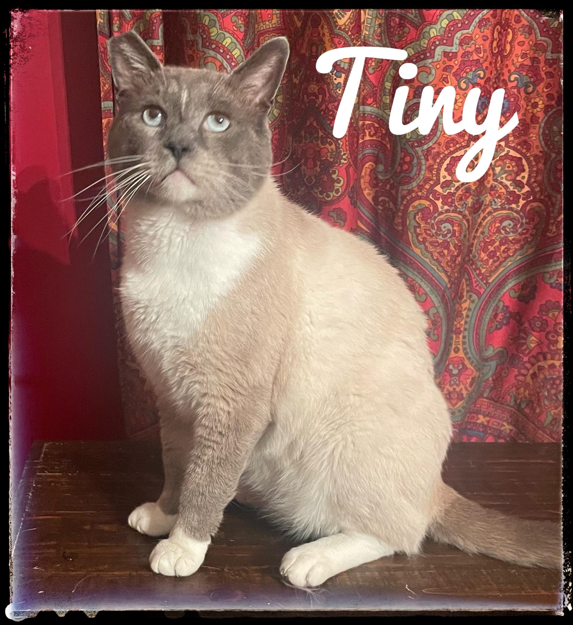 Enlarge Tiny, a Adoptable Snowshoe in El Cajon, CA image 1/1