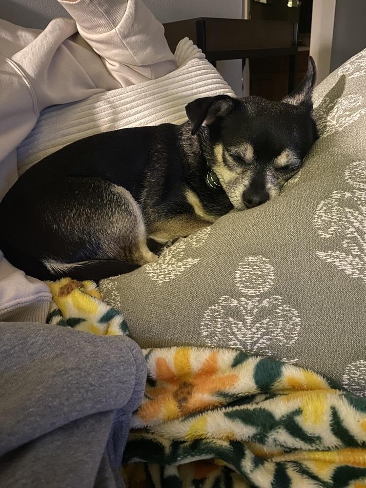 Enlarge Dee (26-043 D), a Adoptable mixed breed in Lansing, MI image 2/6