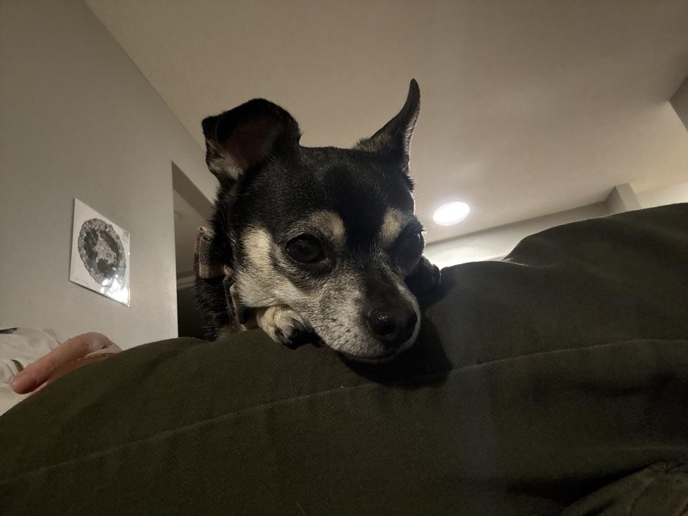 Enlarge Dee (26-043 D), a Adoptable mixed breed in Lansing, MI image 4/6