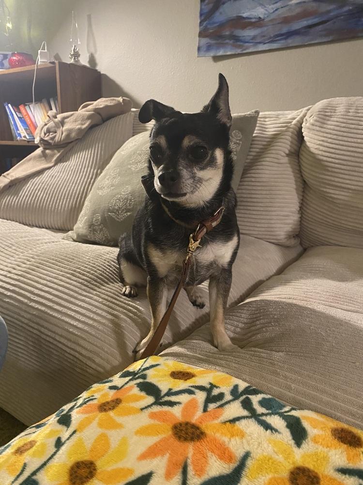 Enlarge Dee (26-043 D), a Adoptable mixed breed in Lansing, MI image 6/6