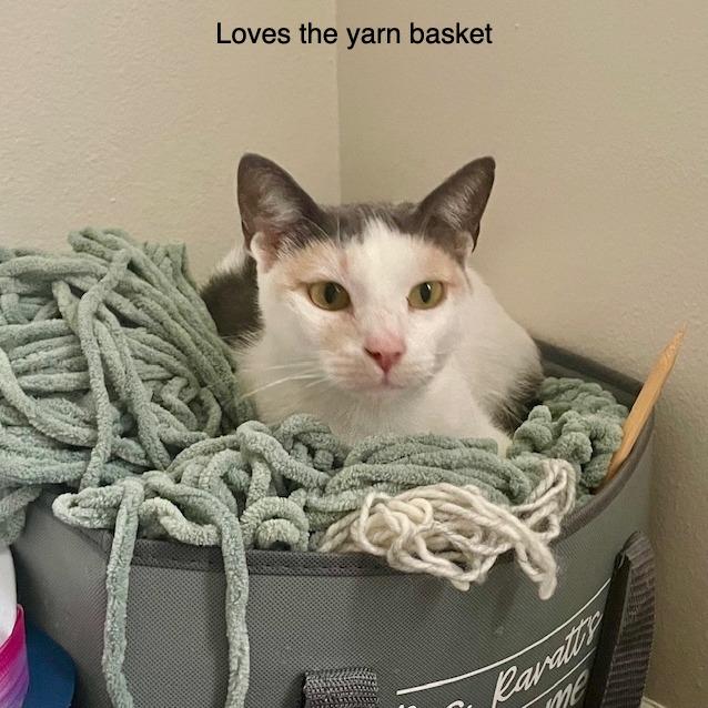 Ariana, Adoptable, Young Female Domestic Short Hair.