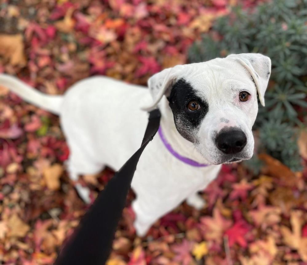 Enlarge GWENN, a Adoptable mixed breed in Martinez, CA image 1/1
