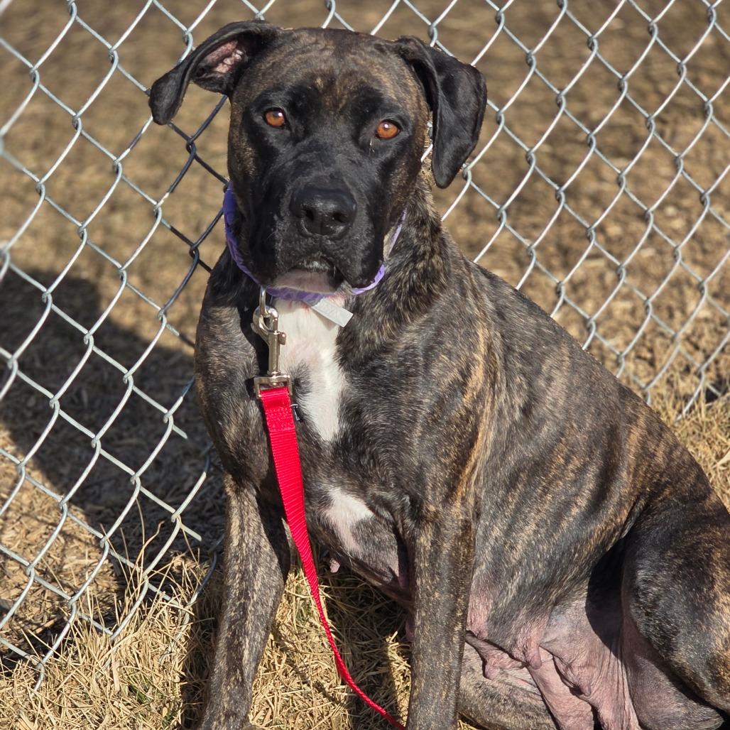 Hesta, Adoptable, Young Female Mastiff & Mixed Breed.