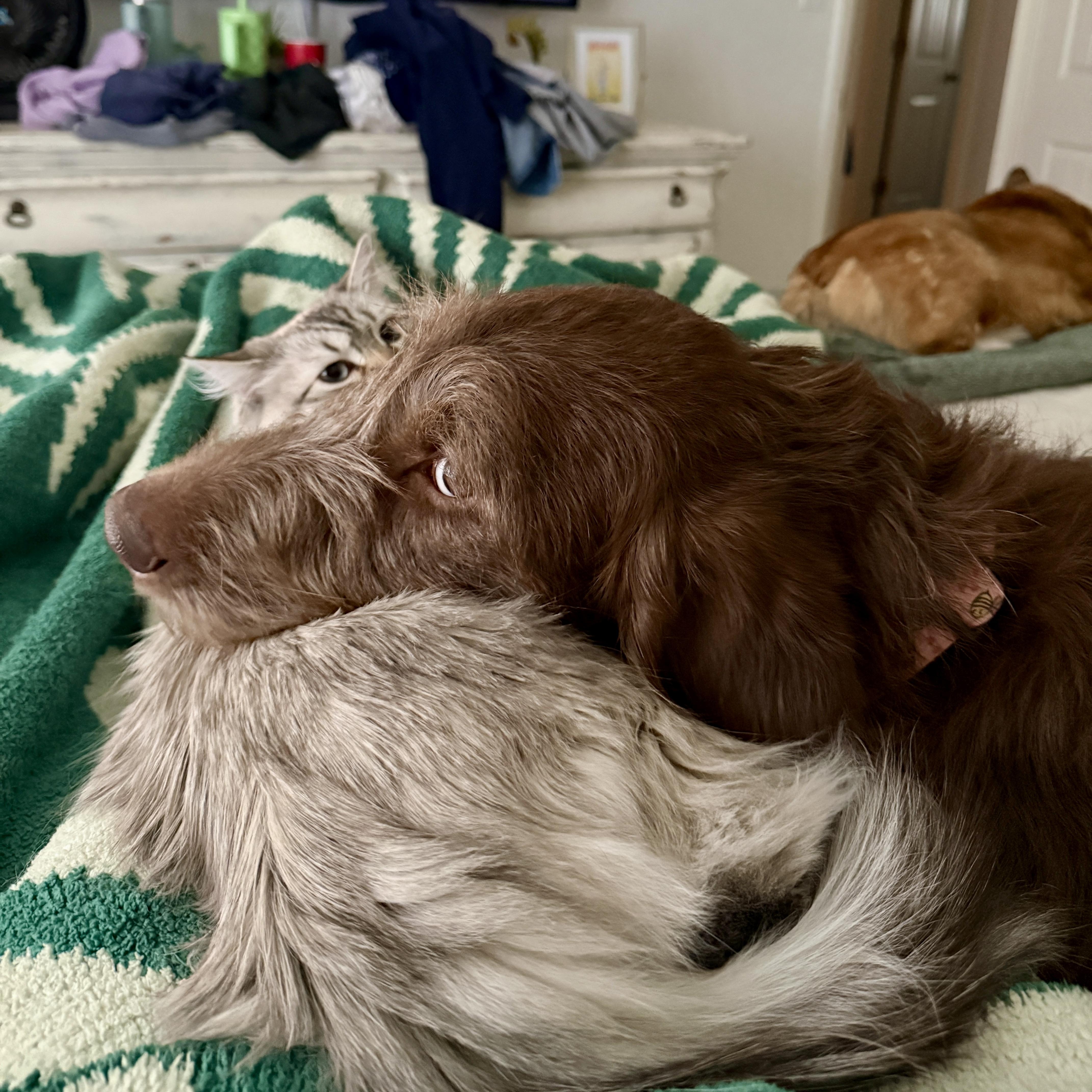 Enlarge Woody, an adopted Labradoodle in Edmond, OK image 4/6