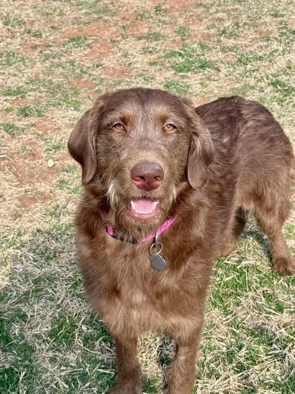 Enlarge Woody, an adopted Labradoodle in Edmond, OK image 2/6