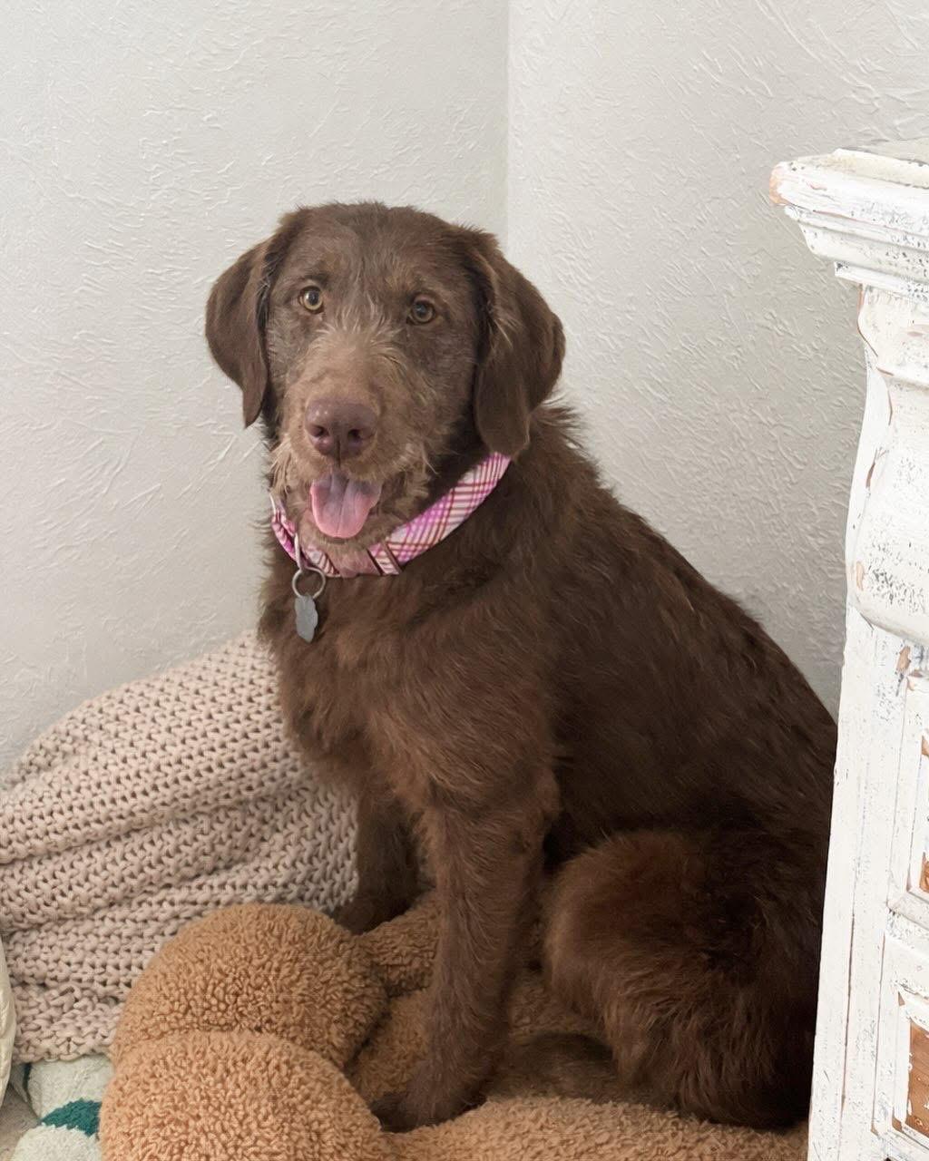 Enlarge Woody, an adopted Labradoodle in Edmond, OK image 3/6