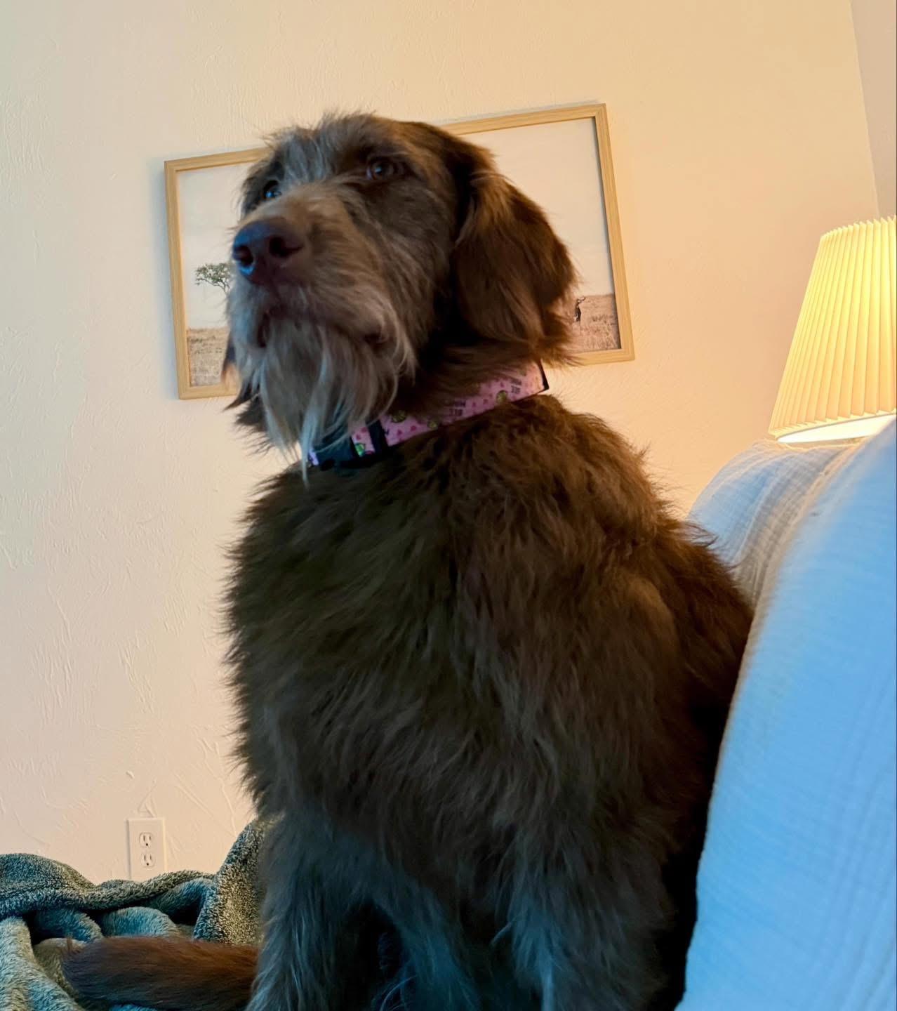 Enlarge Woody, an adopted Labradoodle in Edmond, OK image 6/6