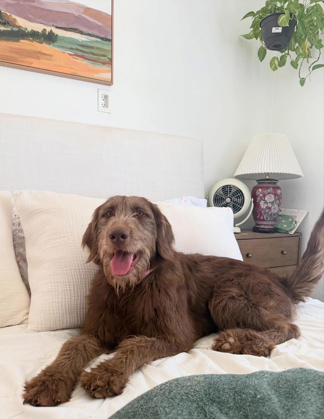 Woody, adopted, Young Female Labradoodle.