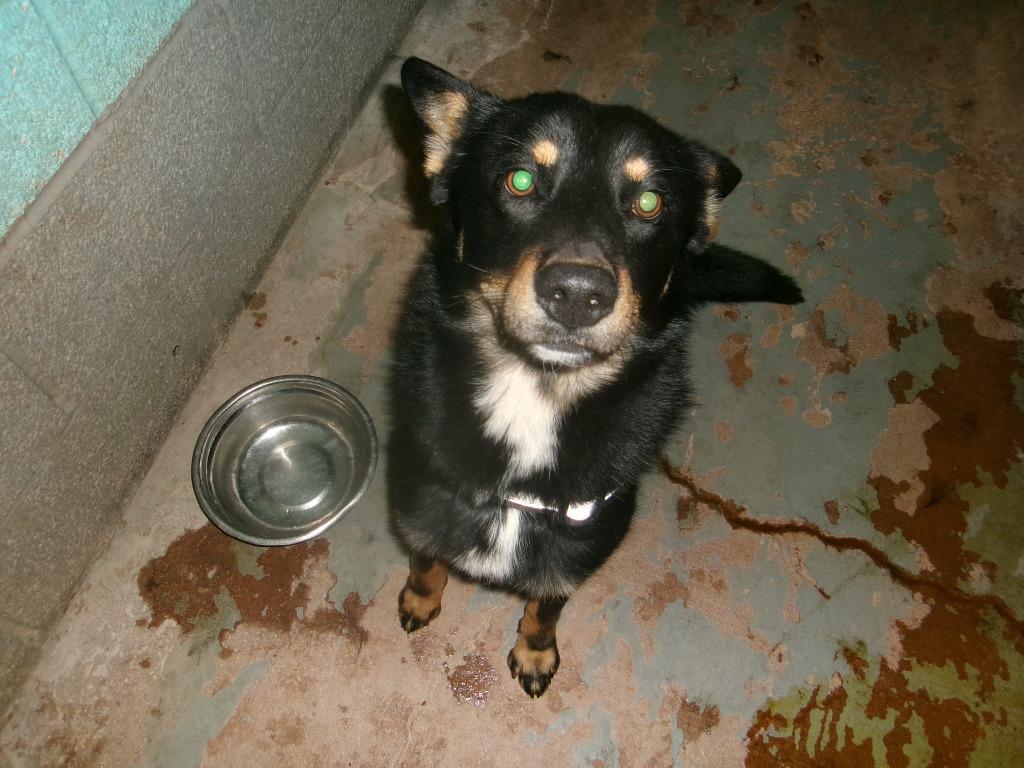 Enlarge Cooper, a Adoptable Border Collie in Winslow, AZ image 1/1