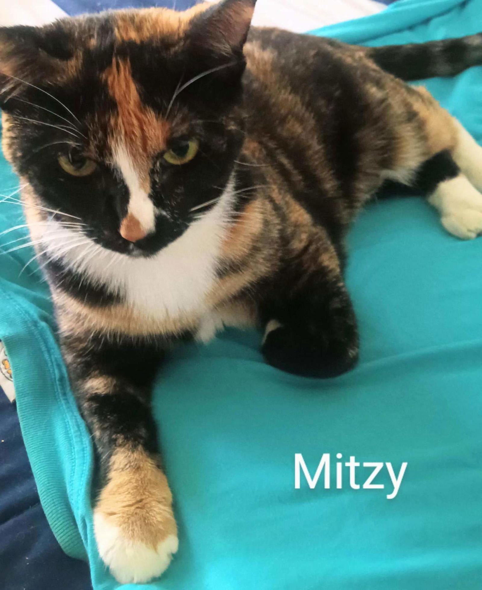 Enlarge Mitzi, a Adoptable Tortoiseshell in Longwood, FL image 1/6