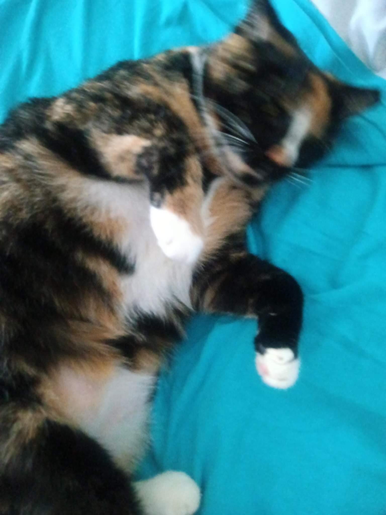 Mitzi, a Adoptable Tortoiseshell in Longwood, FL image 2/6