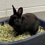 Rusty, adopted, Adult Male Bunny Rabbit.