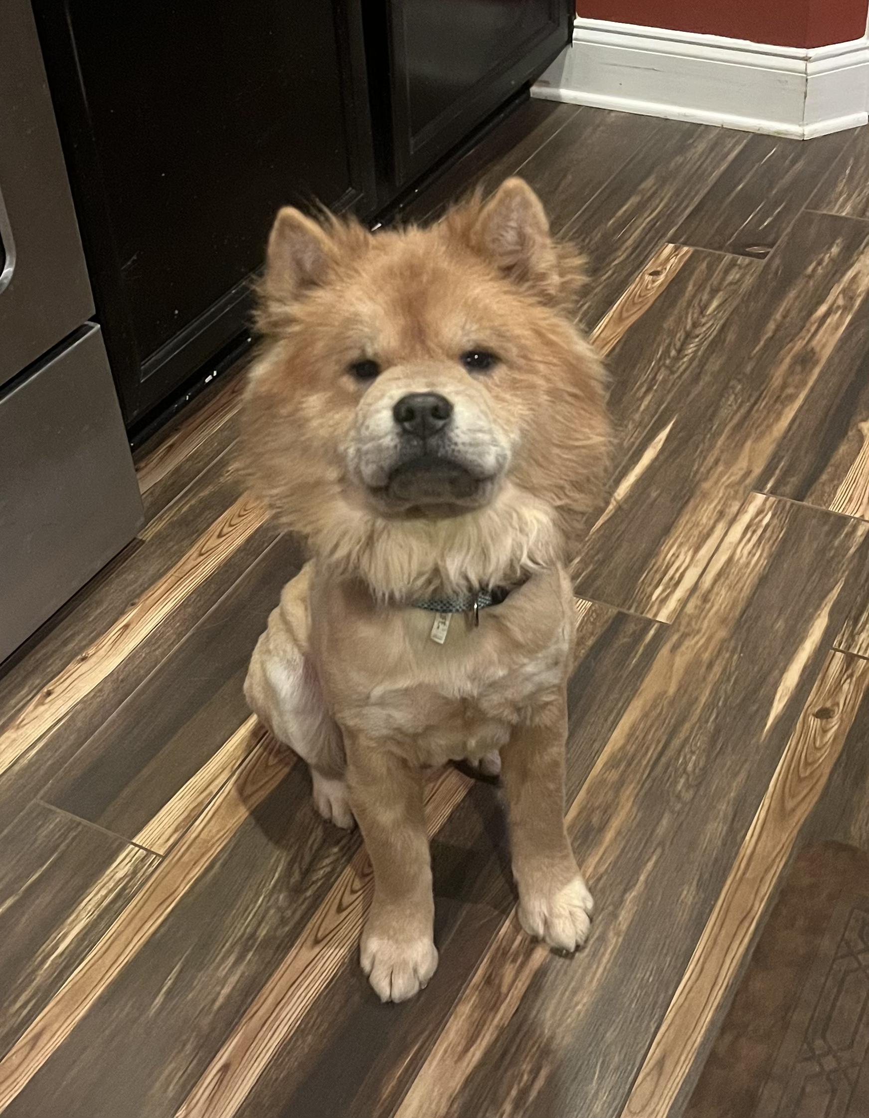 Enlarge Teddy, a ADOPTABLE Chow Chow in Franklin, TN image 2/2