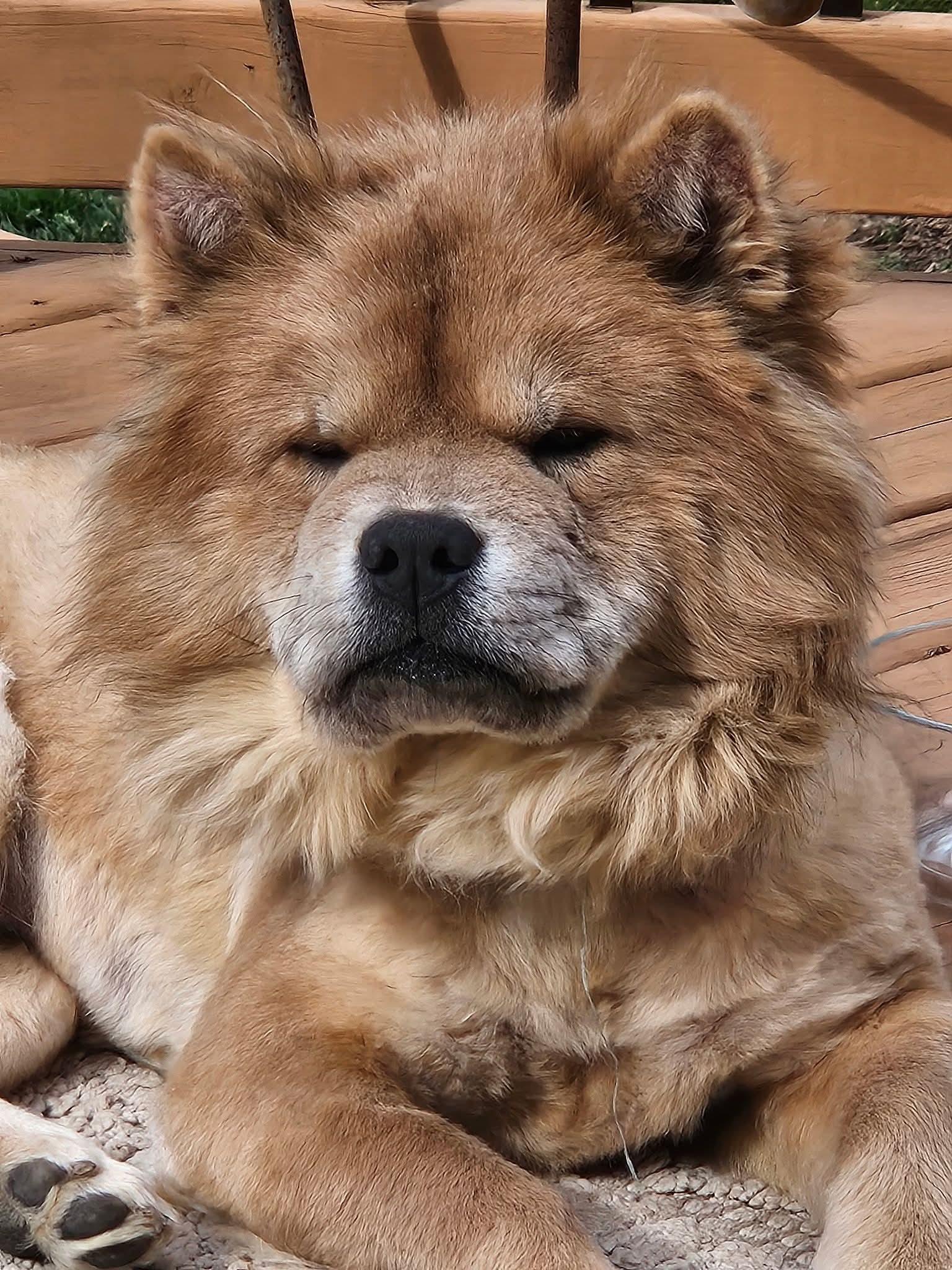Teddy, ADOPTABLE, Young Male Chow Chow.
