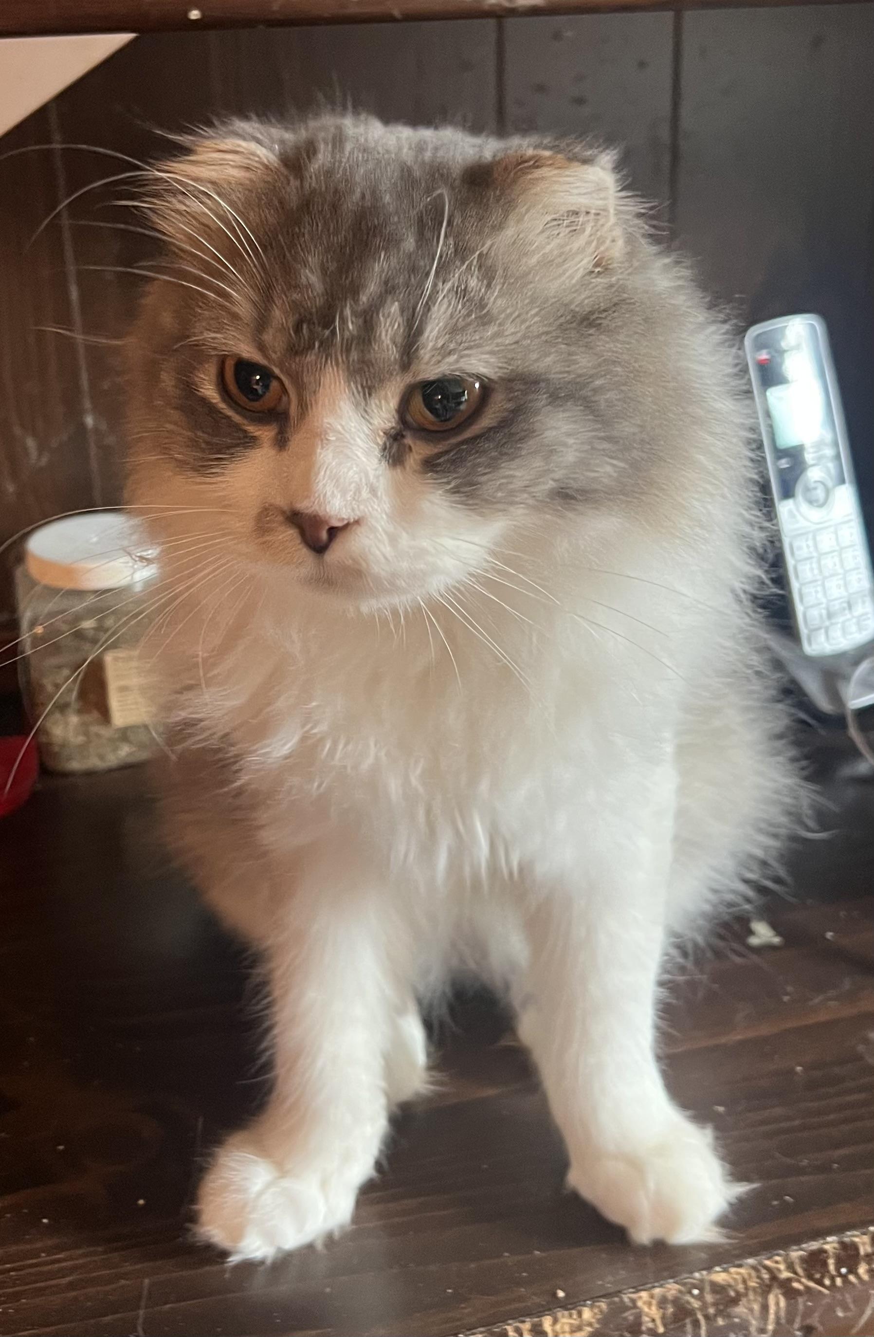 George, a Adoptable mixed breed in Federalsburg, MD image 5/5