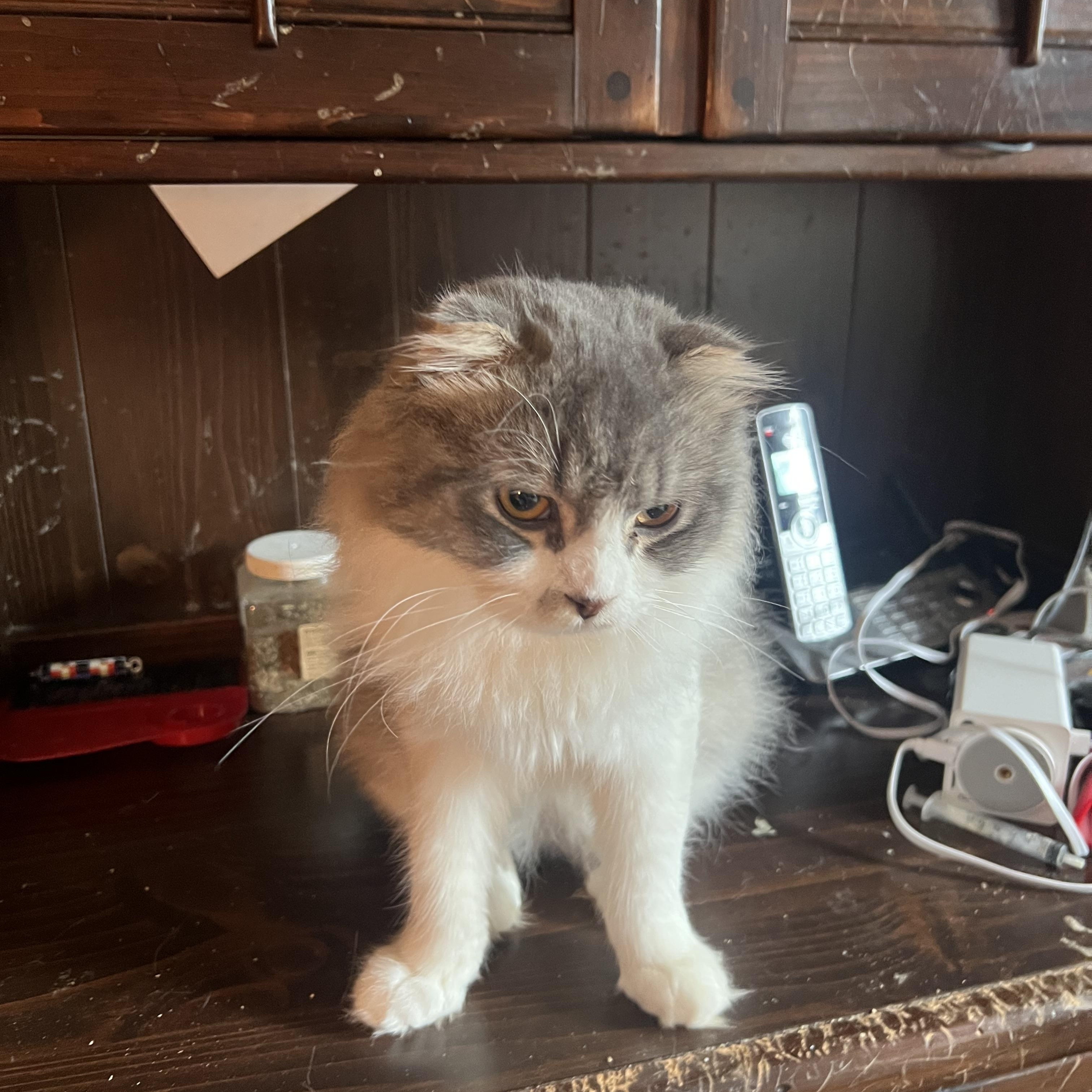 George, a Adoptable mixed breed in Federalsburg, MD image 4/5