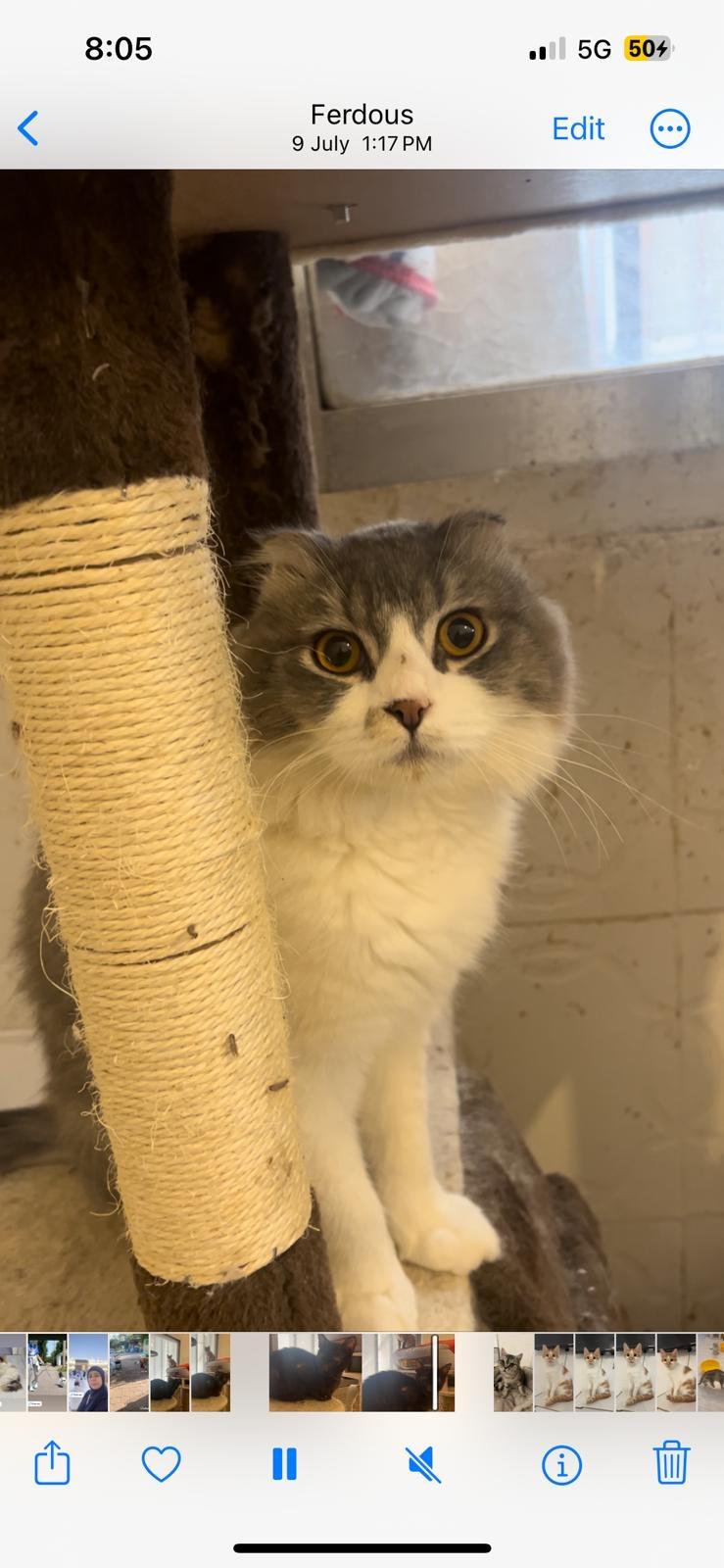 George, Adoptable, Adult Male Scottish Fold & Domestic Medium Hair.