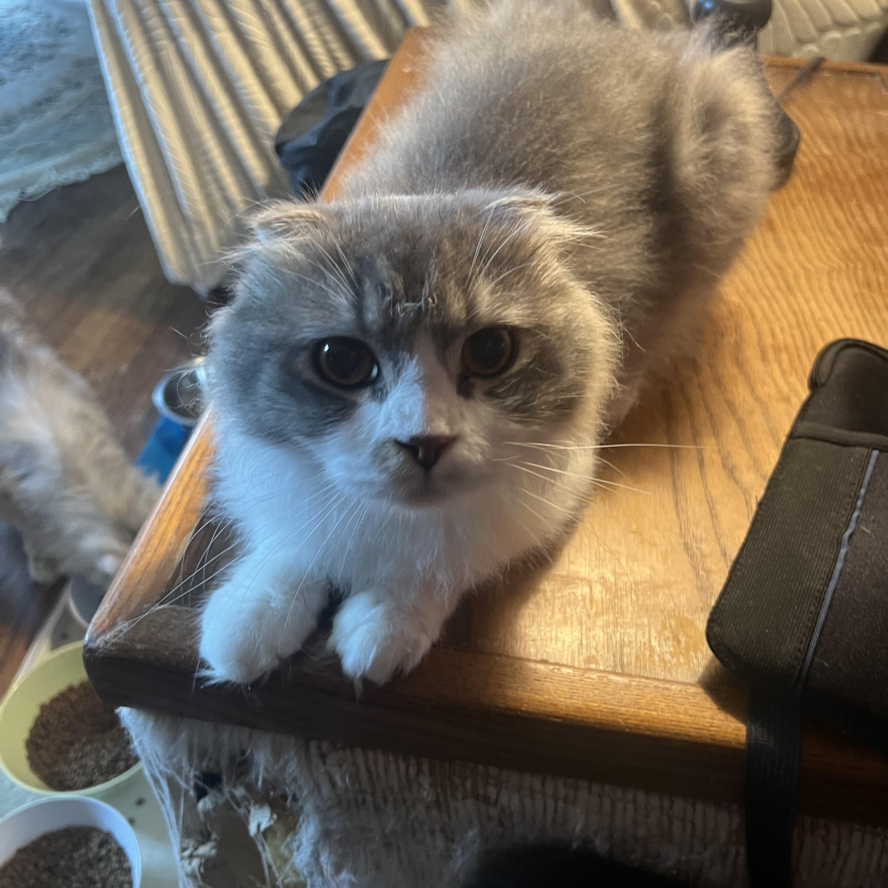 George, a Adoptable mixed breed in Federalsburg, MD image 3/5