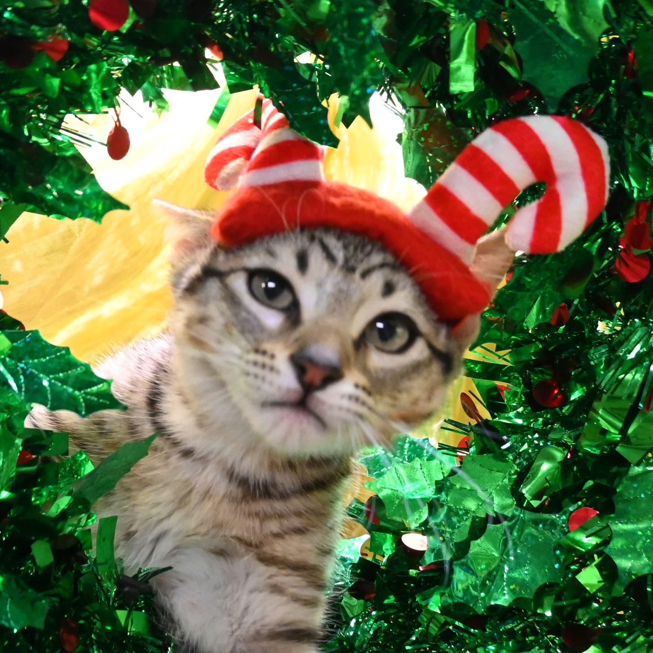 Biscotti thumbnail 2