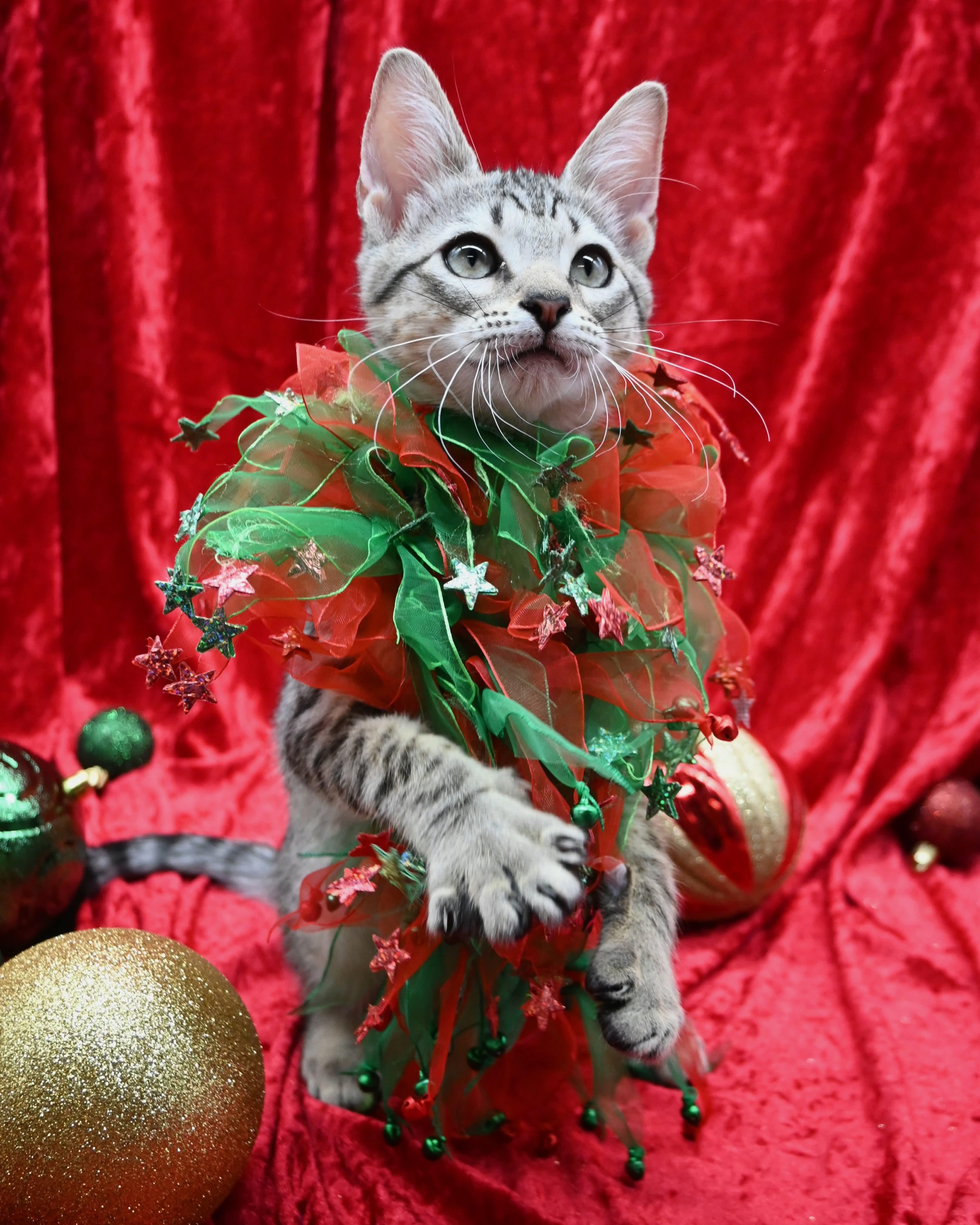 Biscotti thumbnail 6