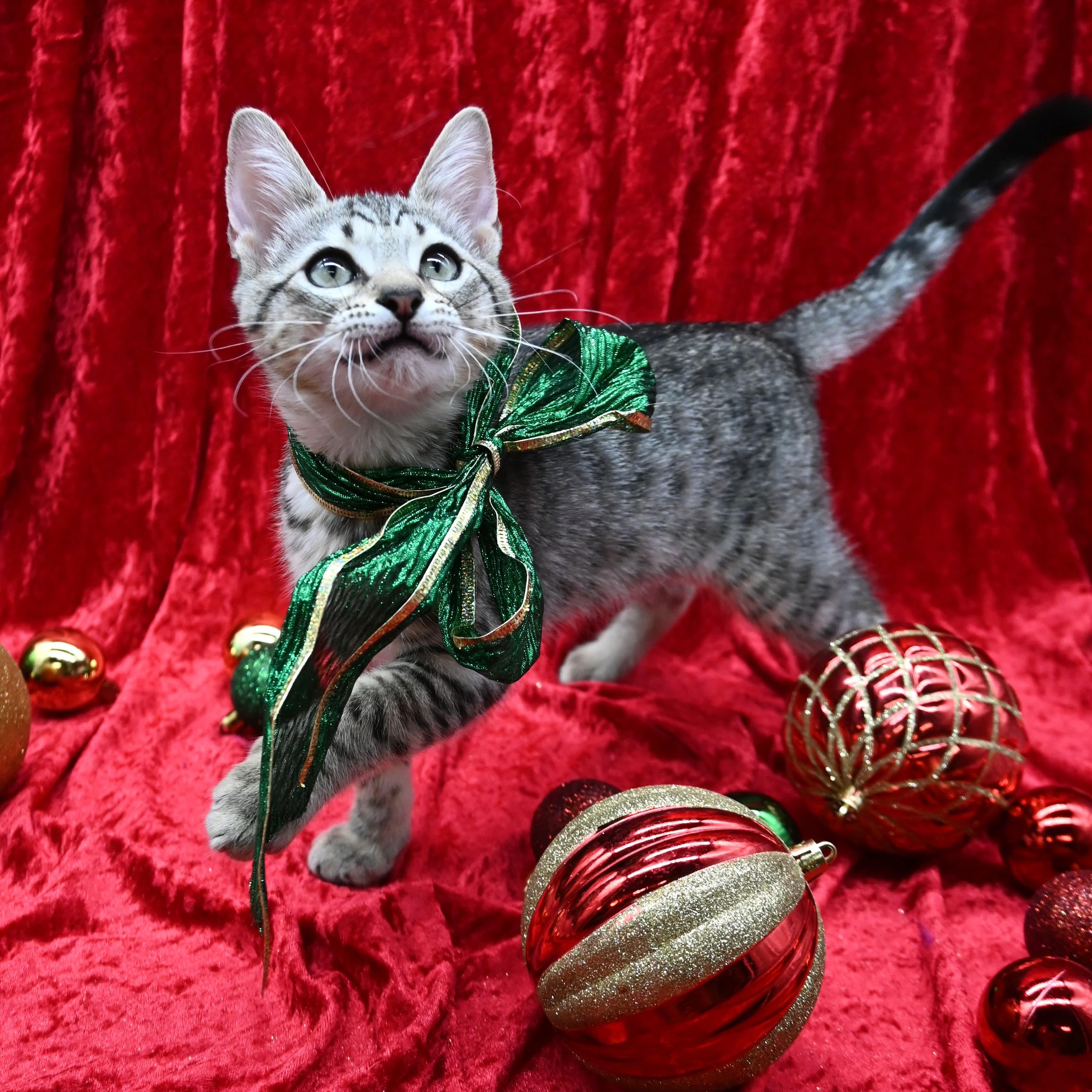 Biscotti thumbnail 4