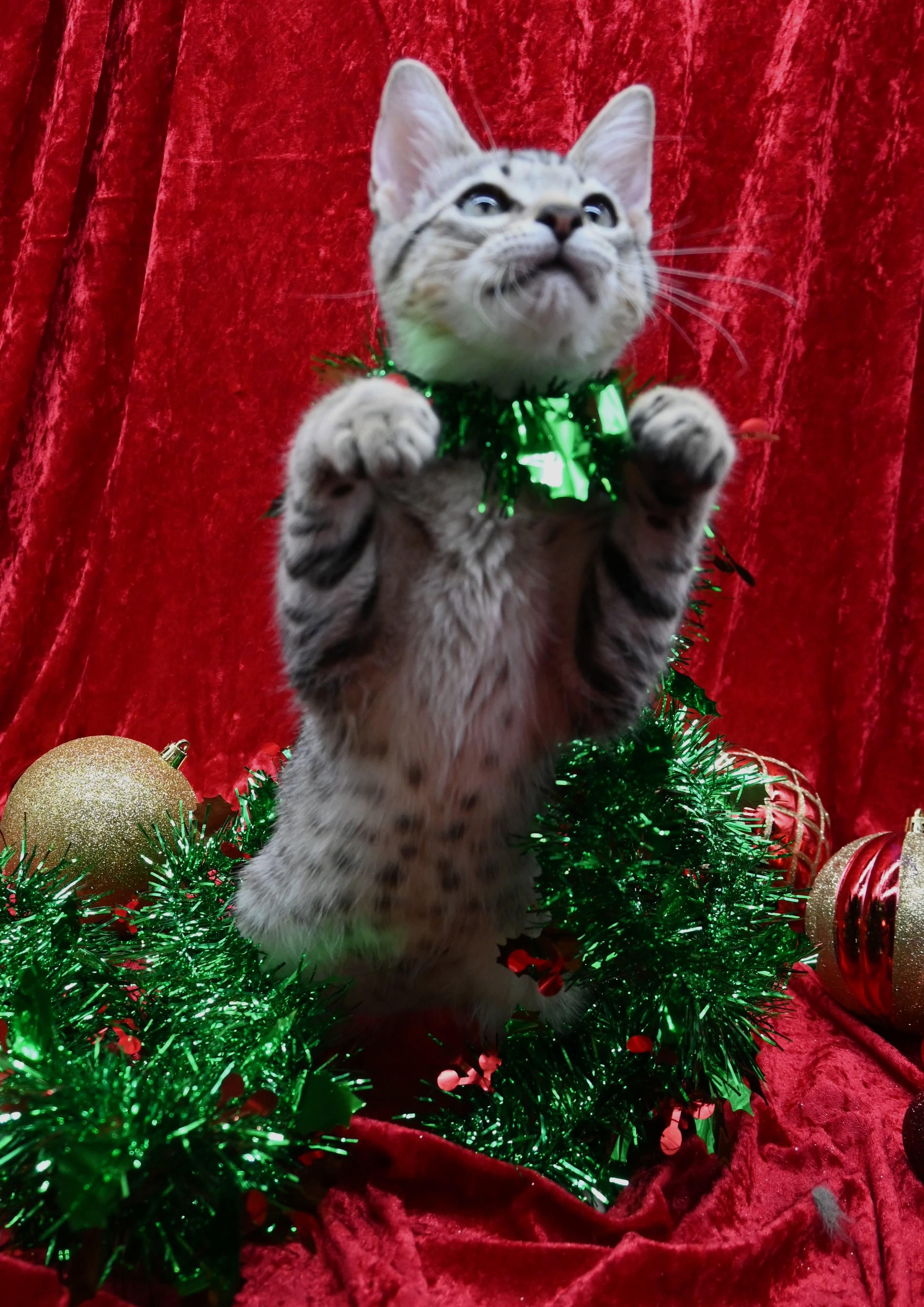 Biscotti thumbnail 3