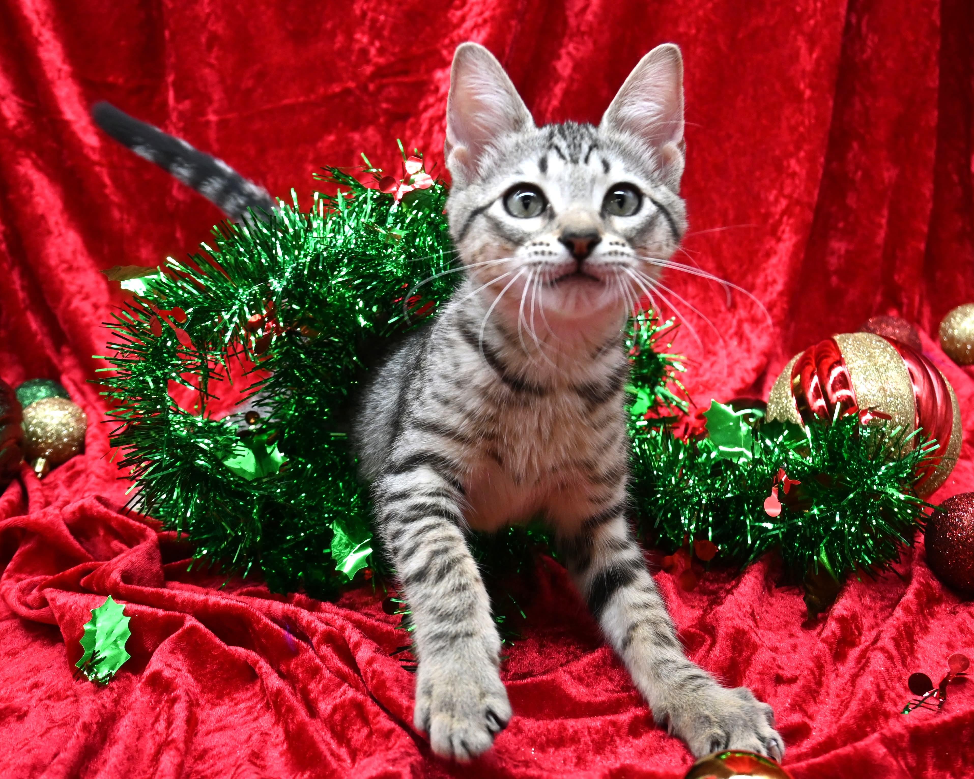 Biscotti thumbnail 5