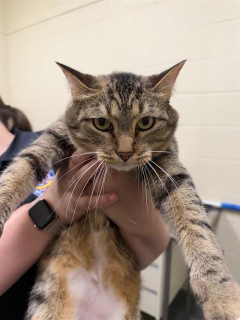 Enlarge LOLA, a Adoptable Domestic Short Hair in Lees Summit, MO image 1/1