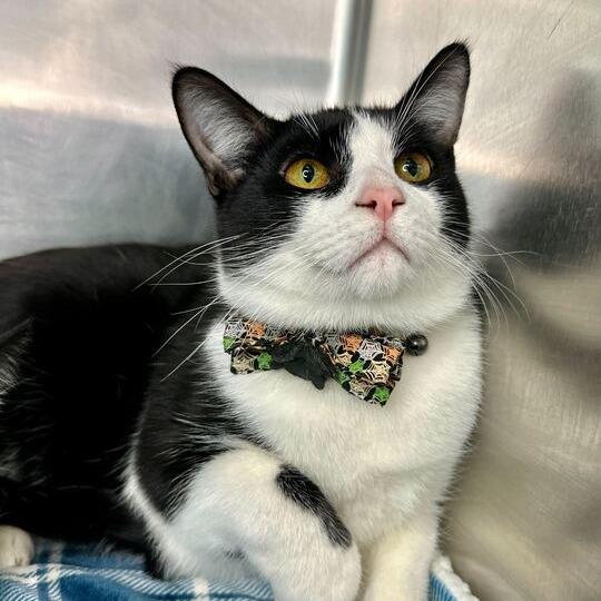 Bellini, Adoptable, Young Male Domestic Short Hair.