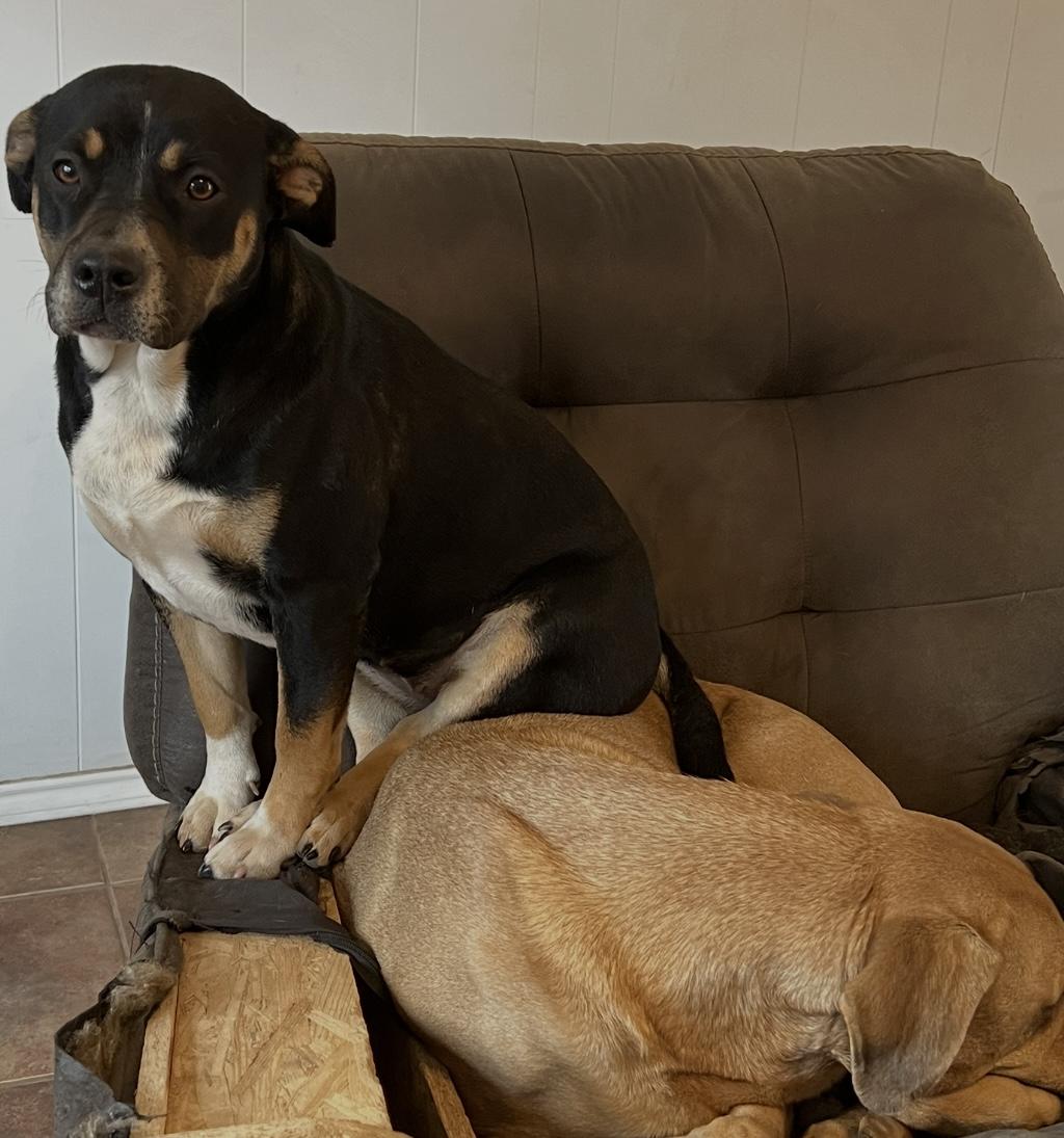 Enlarge Brandy, a Adoptable mixed breed in Allen, TX image 4/6