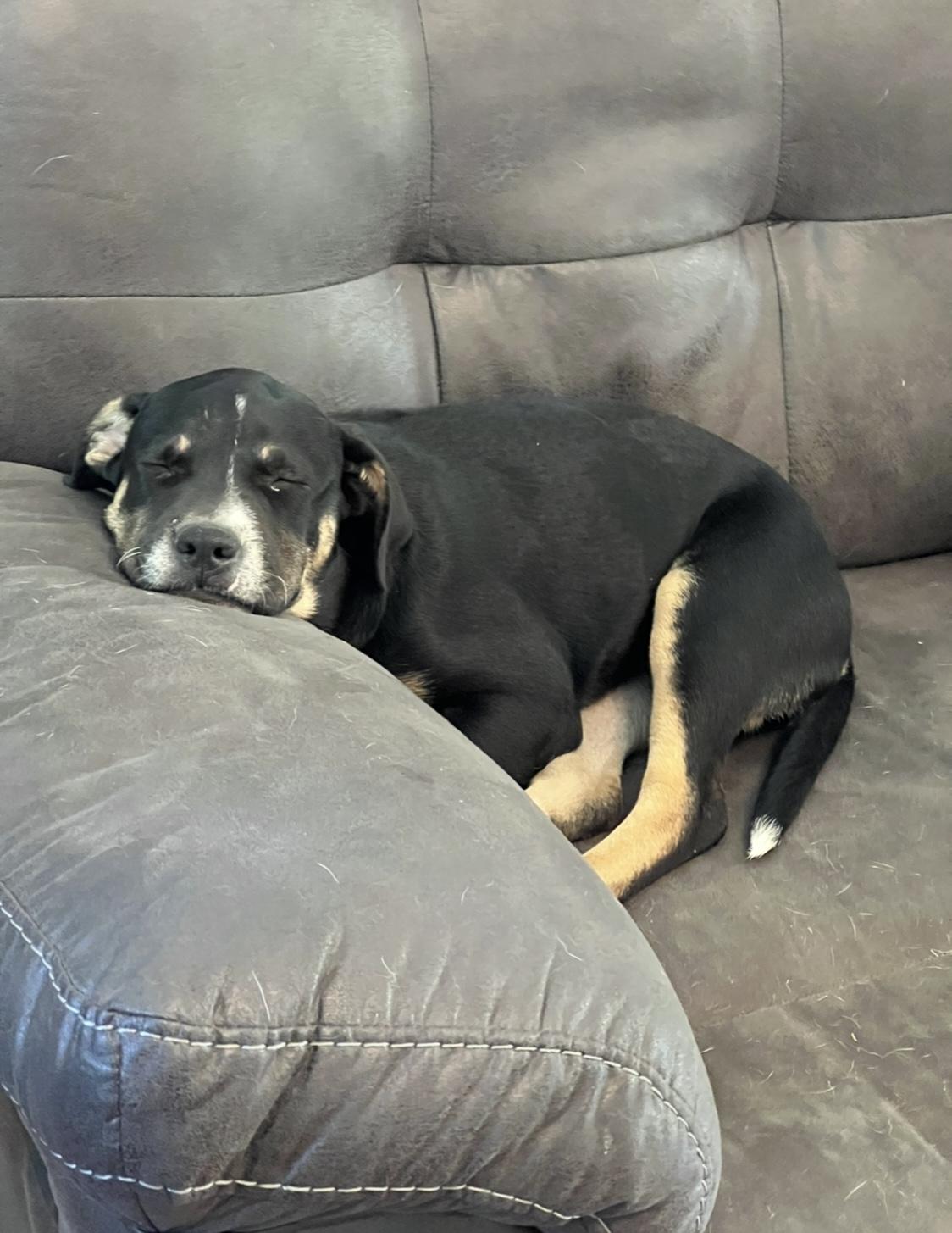Enlarge Brandy, a Adoptable mixed breed in Allen, TX image 3/6