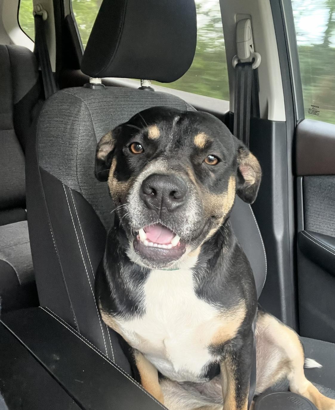 Enlarge Brandy, a Adoptable mixed breed in Allen, TX image 1/6