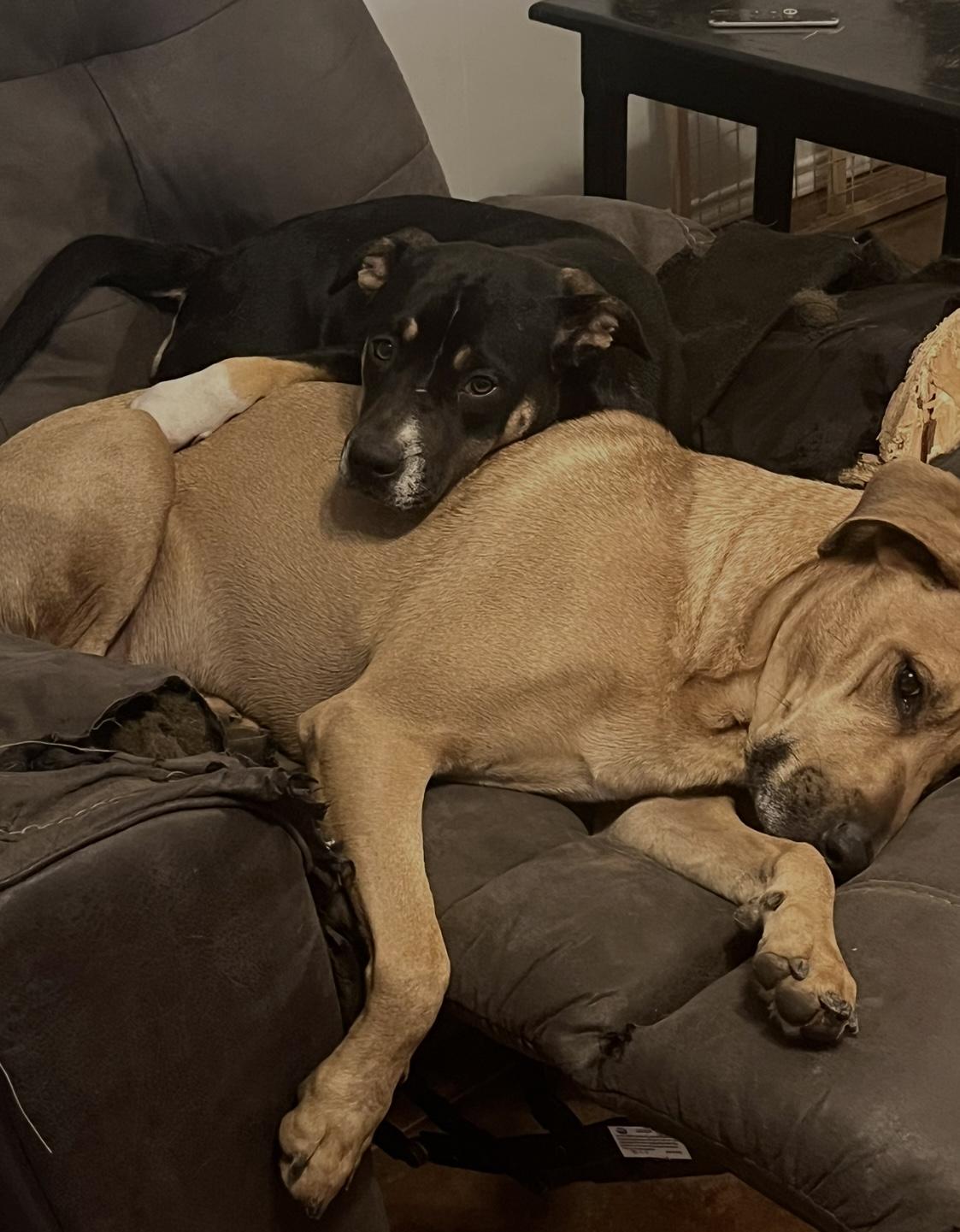 Enlarge Brandy, a Adoptable mixed breed in Allen, TX image 5/6