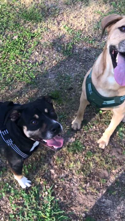 Enlarge Brandy, a Adoptable mixed breed in Allen, TX video 2/6