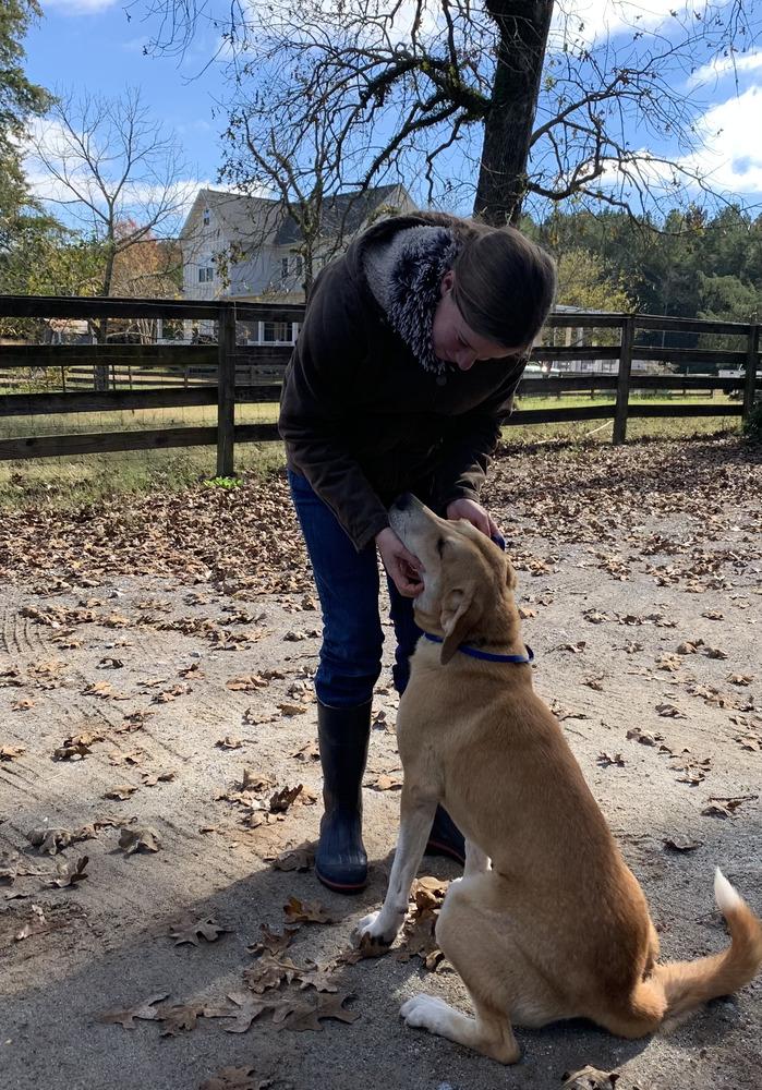 Honey, Adopted, Adult Female Labrador Retriever.