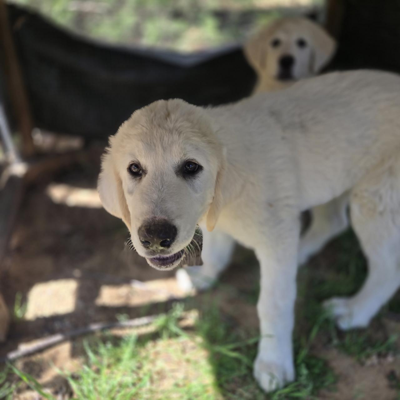 Enlarge Yogi, a Adoptable Great Pyrenees in Mansfield, TX image 1/1