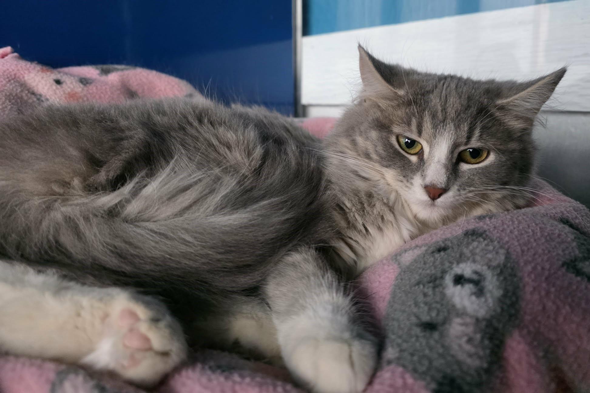 Enlarge Mocha, a ADOPTABLE Domestic Long Hair in Elizabeth, IL image 2/2