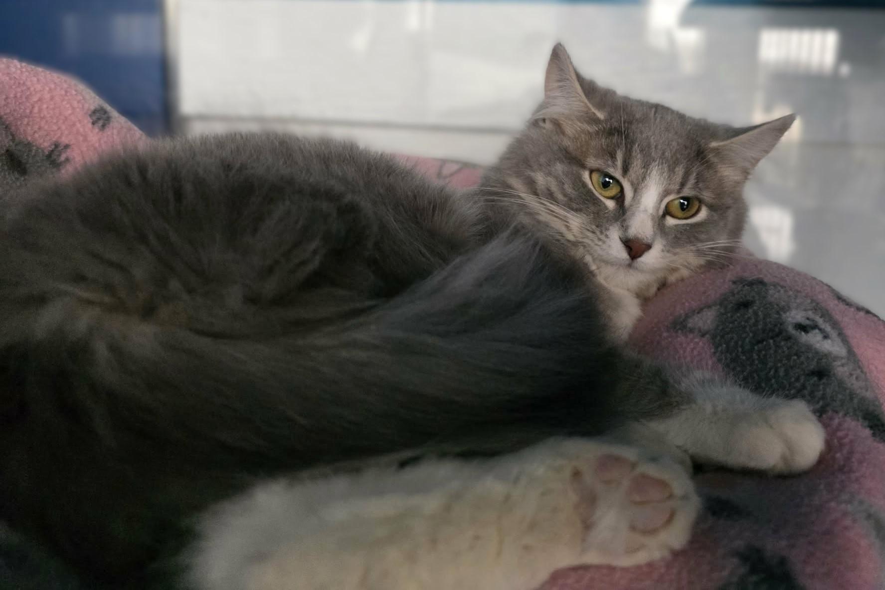 Mocha, ADOPTABLE, Young Female Domestic Long Hair.
