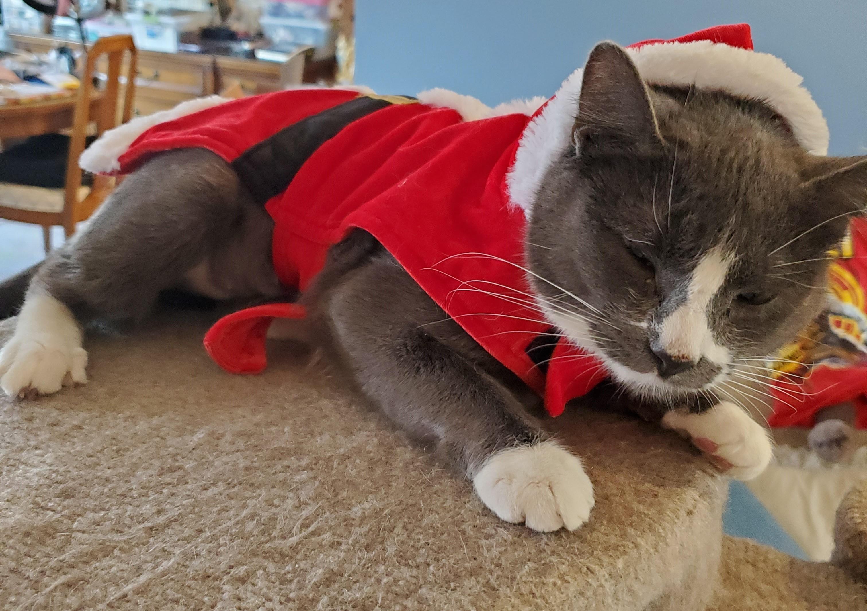 Enlarge Noelle-Chatty & Affectionate, an adoptable Domestic Short Hair in Laurel, MD image 5/5