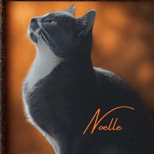 Noelle-Chatty & Affectionate, adoptable, Young Female Domestic Short Hair.