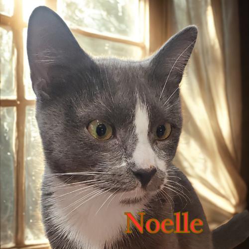 Enlarge Noelle-Chatty & Affectionate, an adoptable Domestic Short Hair in Laurel, MD image 2/5
