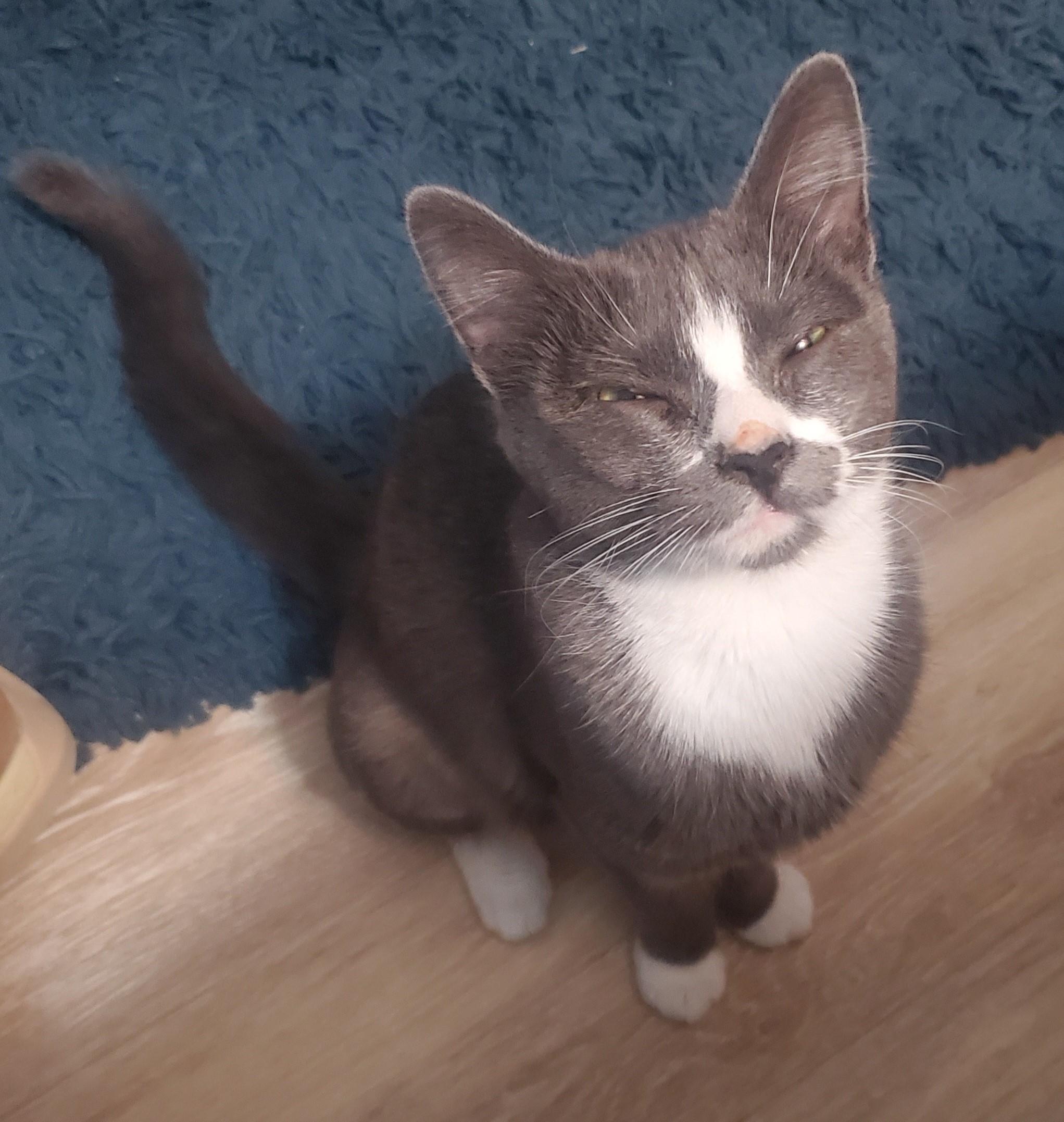 Enlarge Noelle-Chatty & Affectionate, an adoptable Domestic Short Hair in Laurel, MD image 4/5