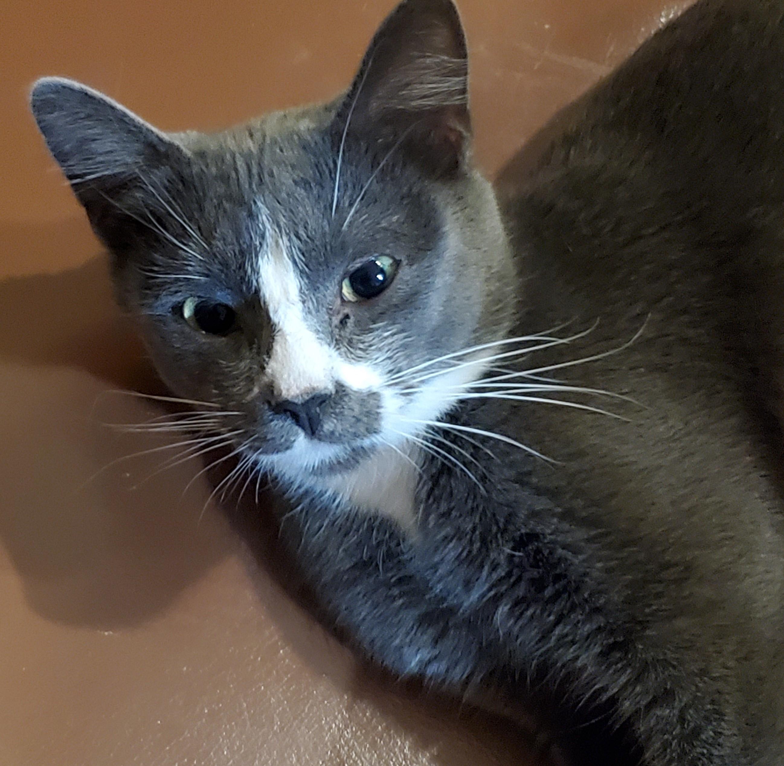 Enlarge Noelle-Chatty & Affectionate, an adoptable Domestic Short Hair in Laurel, MD image 3/5