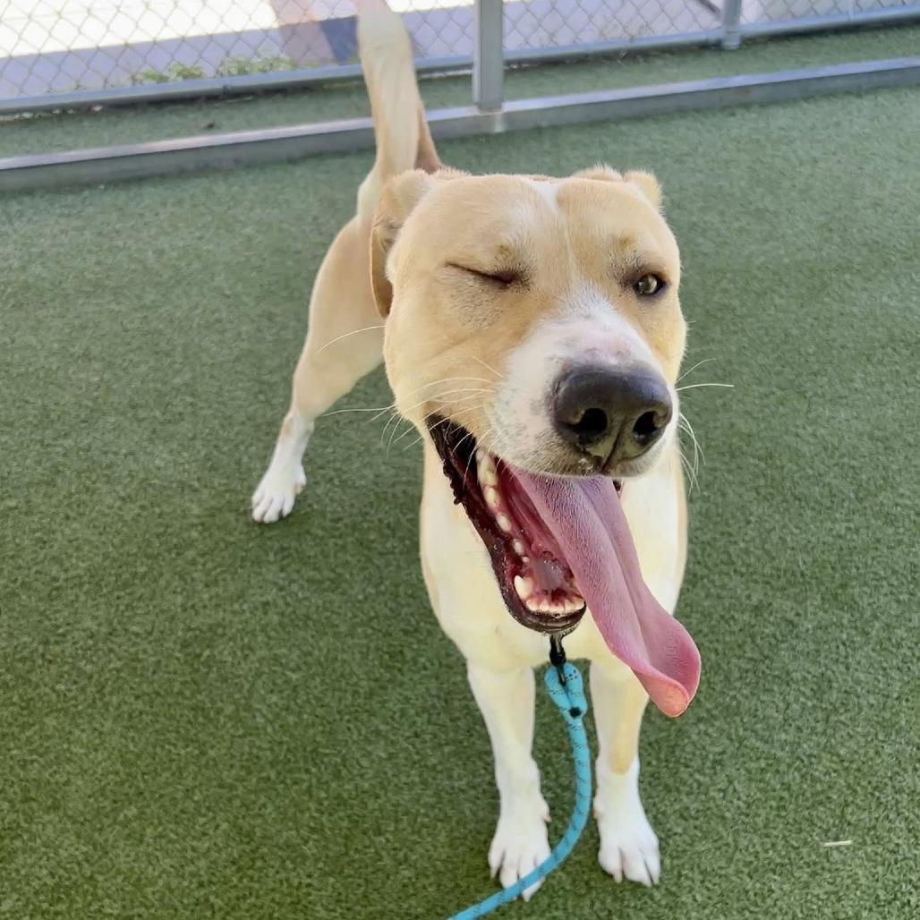 Opie, Adoptable, Adult Male Shepherd.