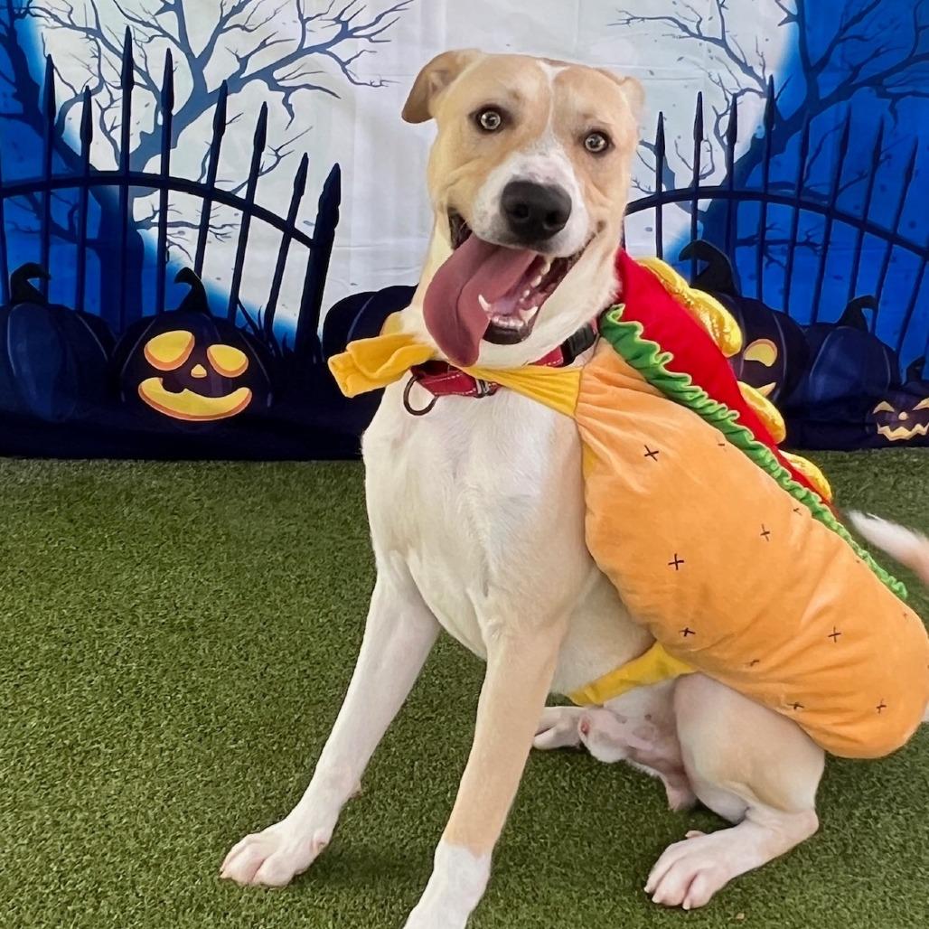 Opie, a Adoptable mixed breed in Colorado Springs, CO image 4/6