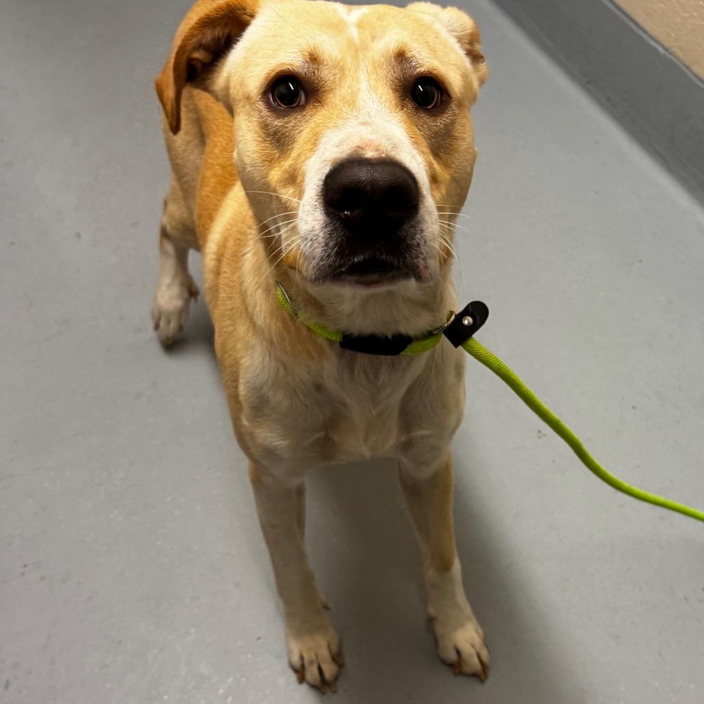 Opie, a Adoptable mixed breed in Colorado Springs, CO image 6/6