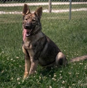 Summer, an adopted German Shepherd Dog in Albany, NY image 2/3