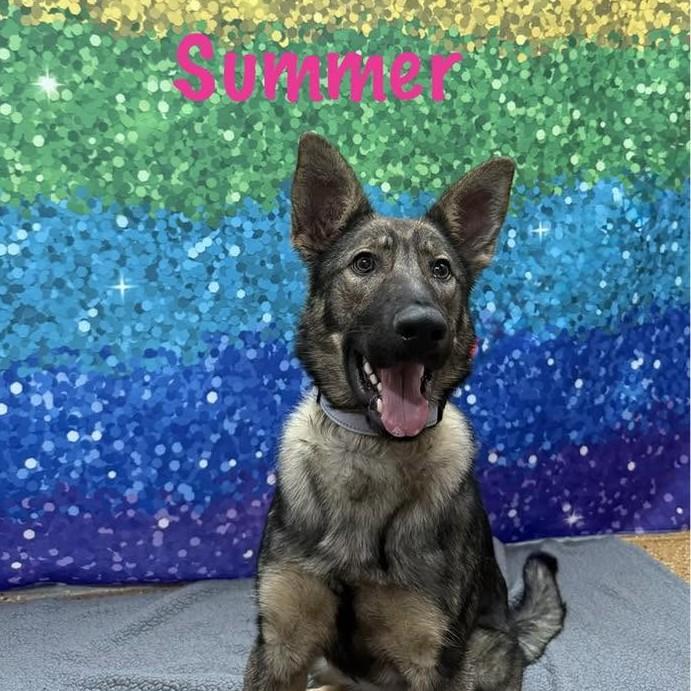 Summer, an adopted German Shepherd Dog in Albany, NY image 1/3